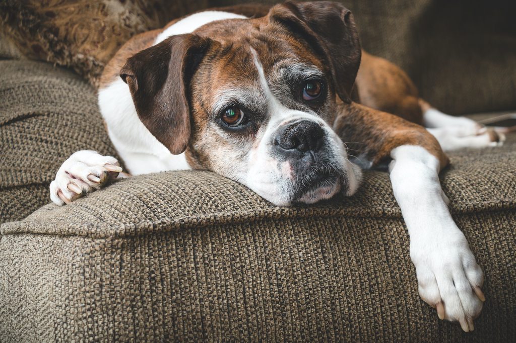 A senior boxer rests on the couch with their paw hanging over the arm