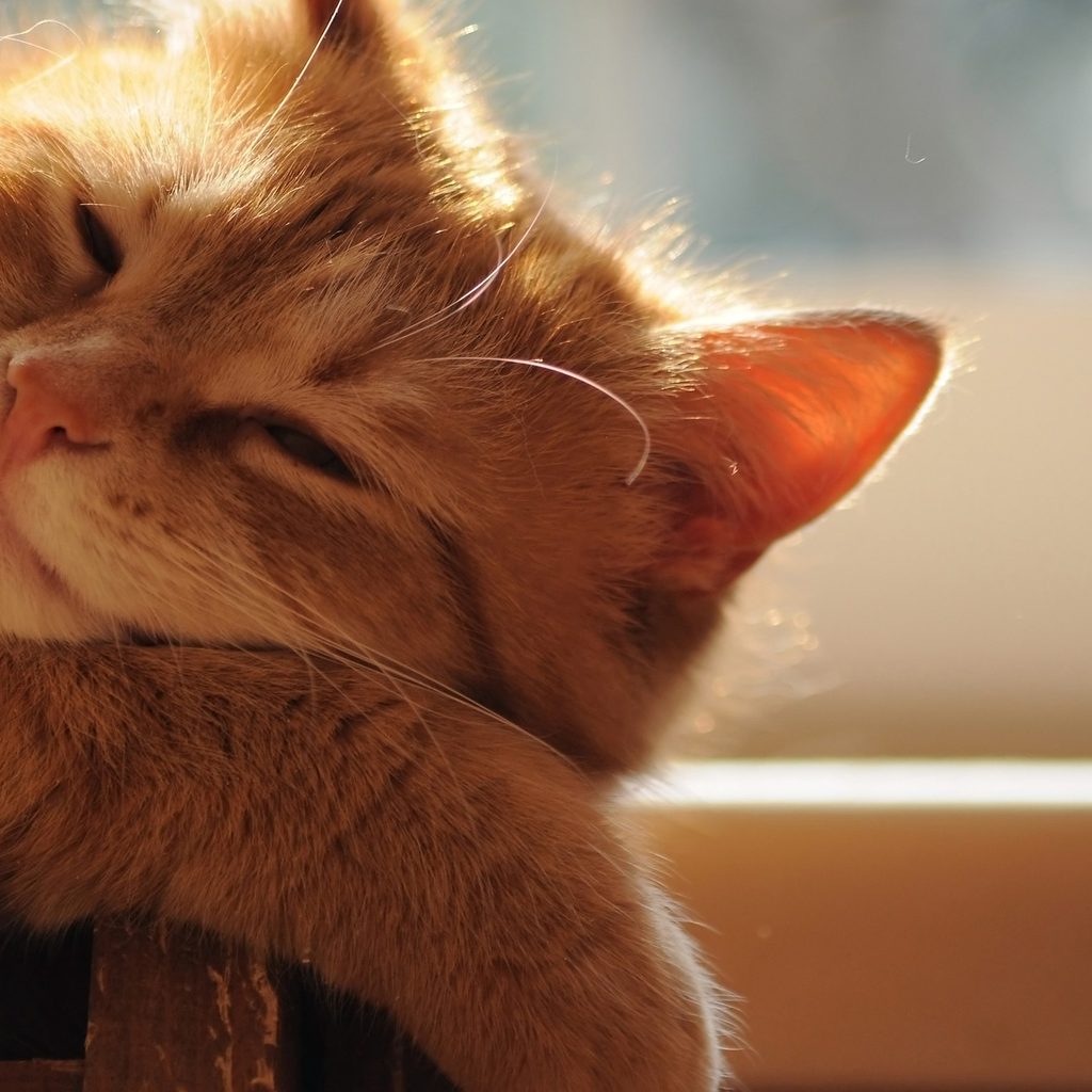 Orange cat sleeping on the edge of a piece of furniture