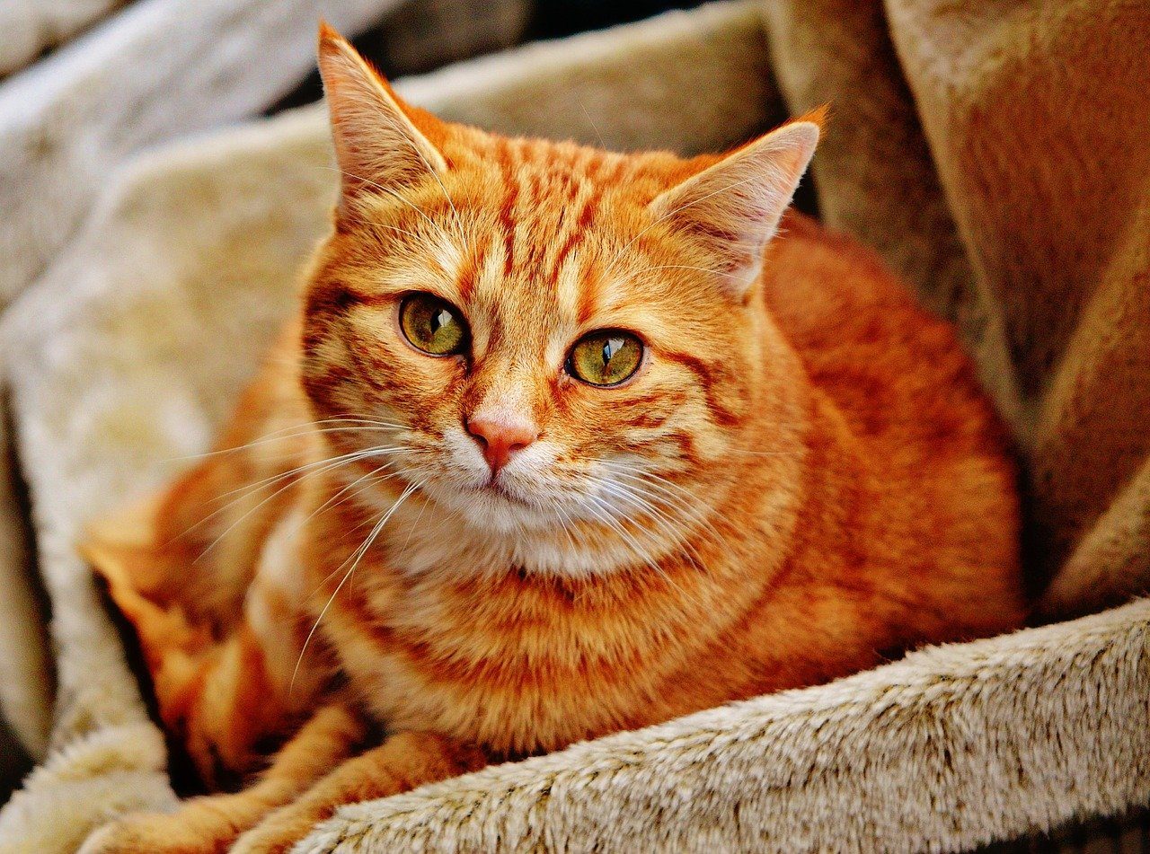 An orange tabby cat in a chair.
