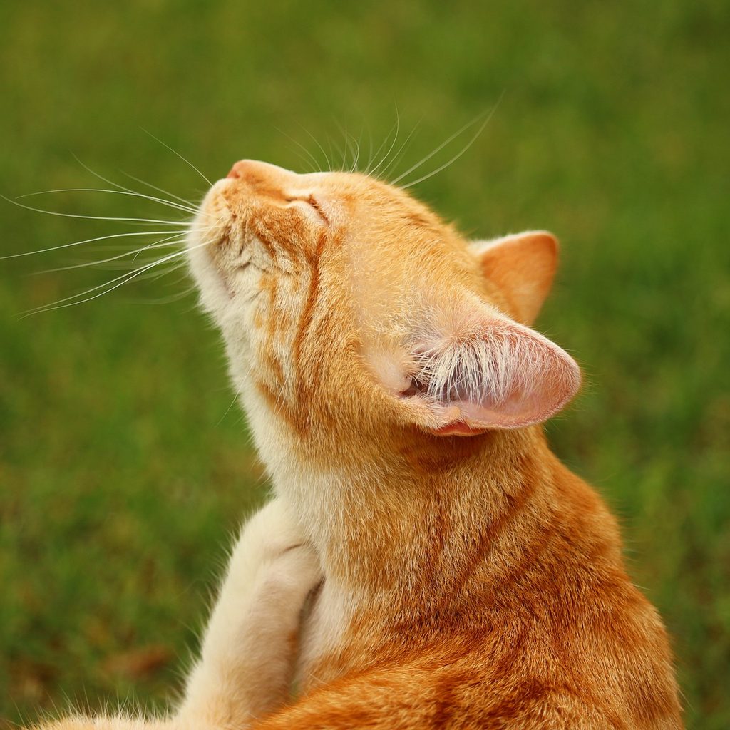 Orange cat scratching his neck on a lawn