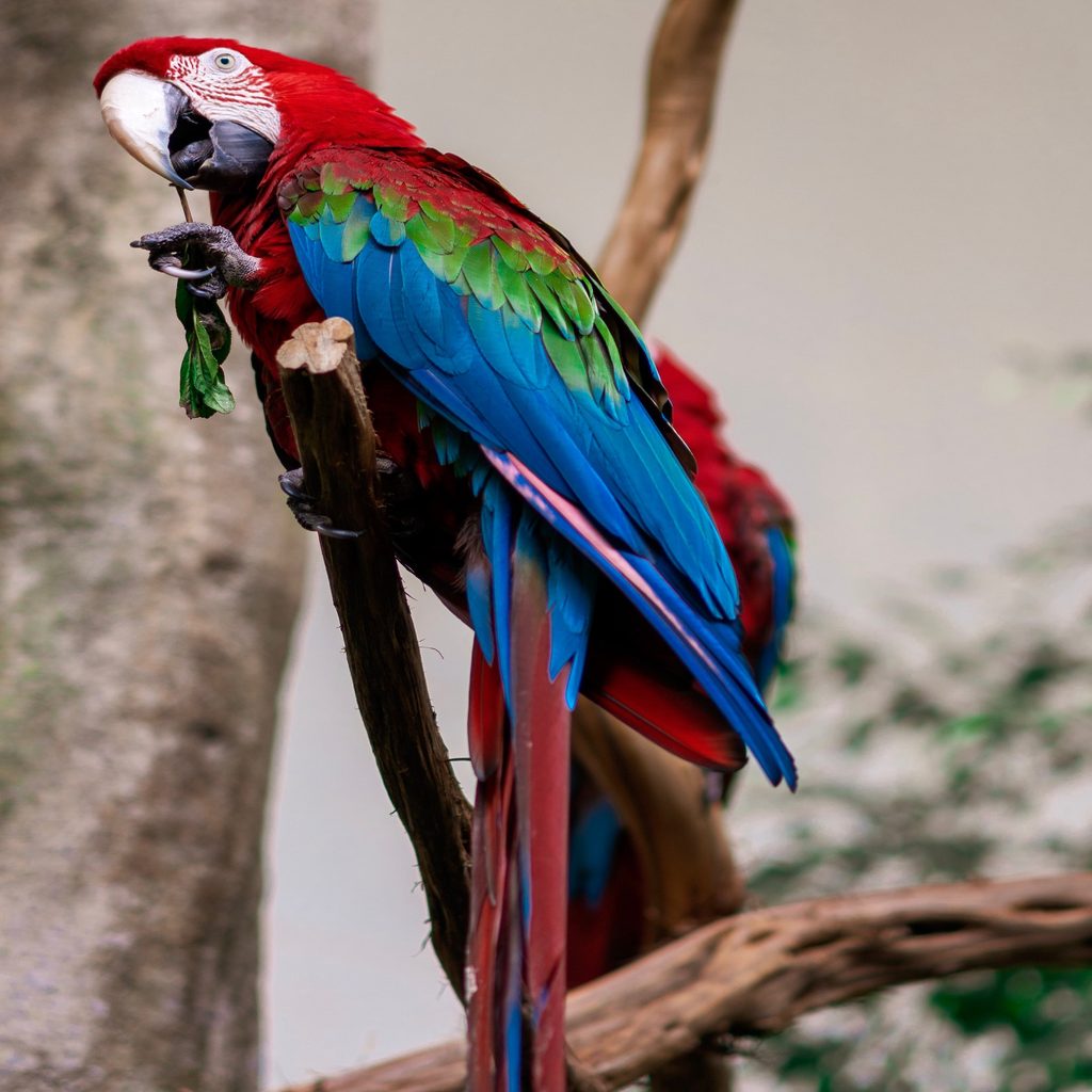 Parrot perches in a tree