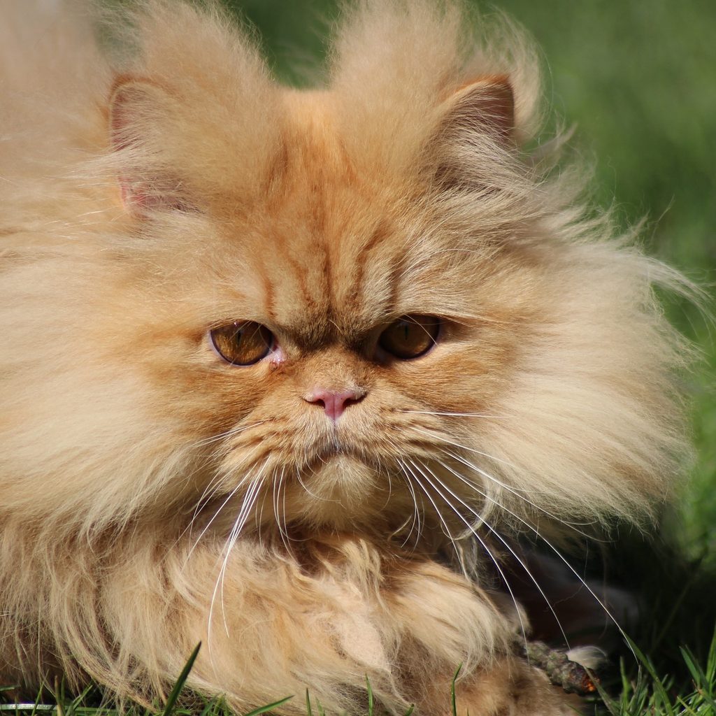 Orange Persian cat out in a yard