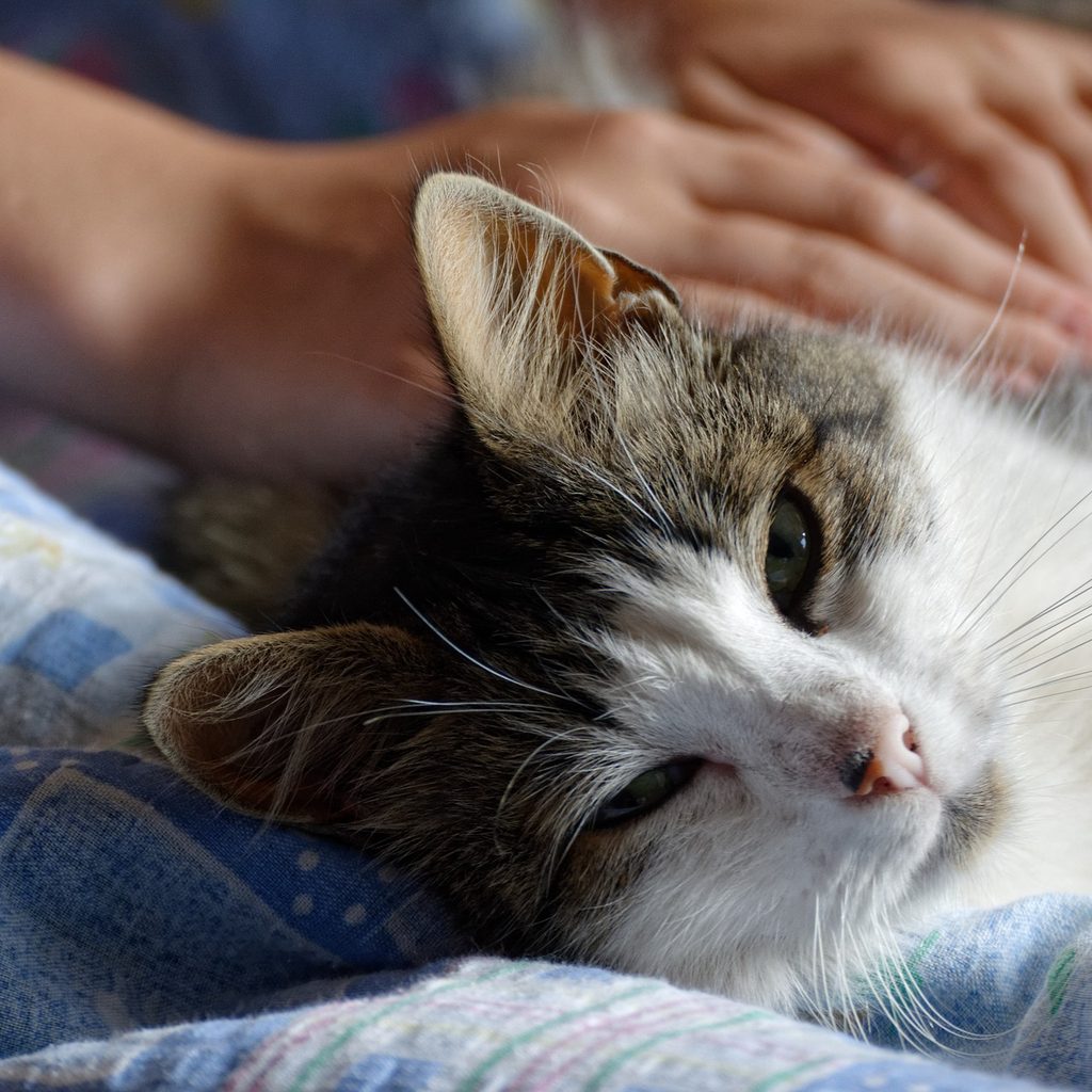 Person patting a relaxed cat lying on its side