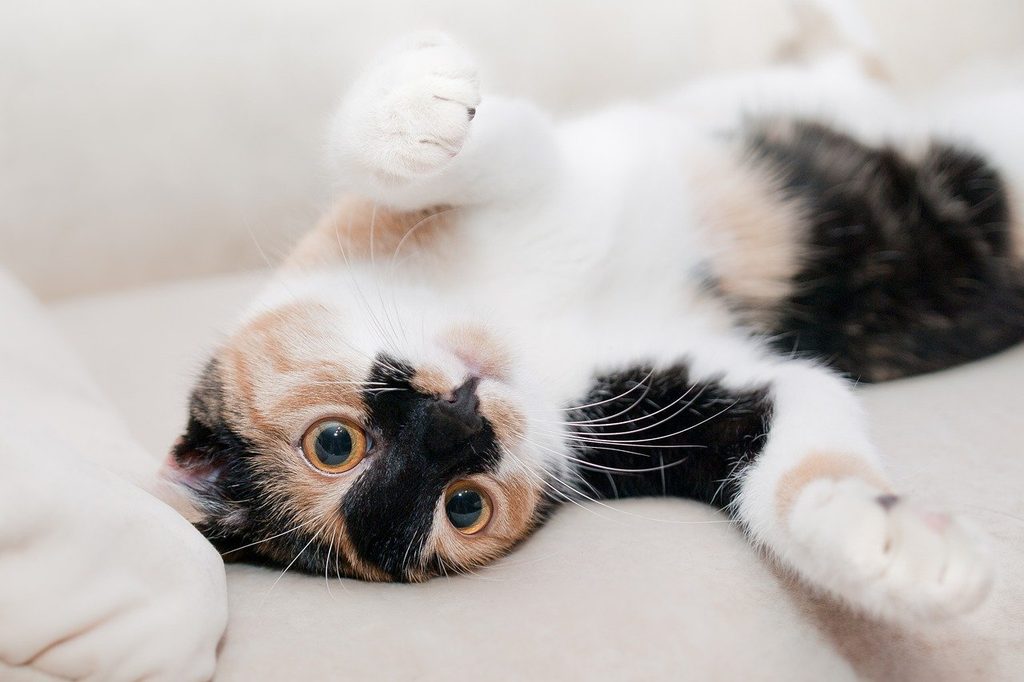 A playful calico cat exposing their belly.
