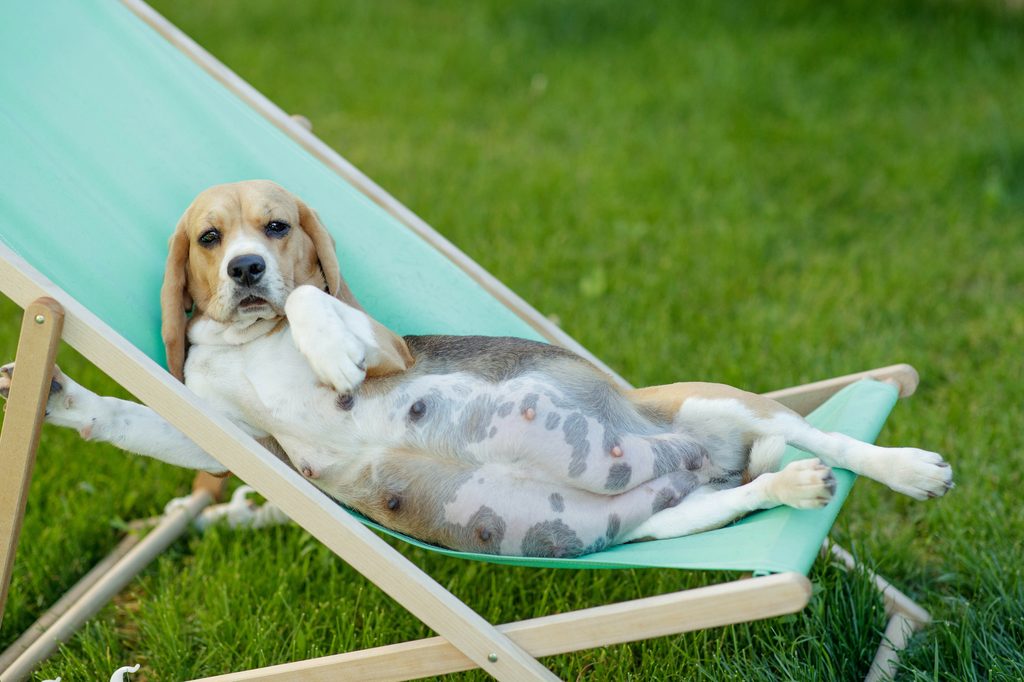 A pregnant beagle rests on her side in a lawn chair