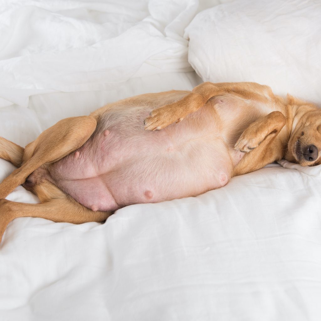 A brown pregnant dog lies on her back on a white bed