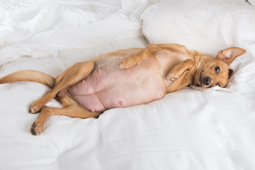 a brown pregnant dog lies on her back on a white bed