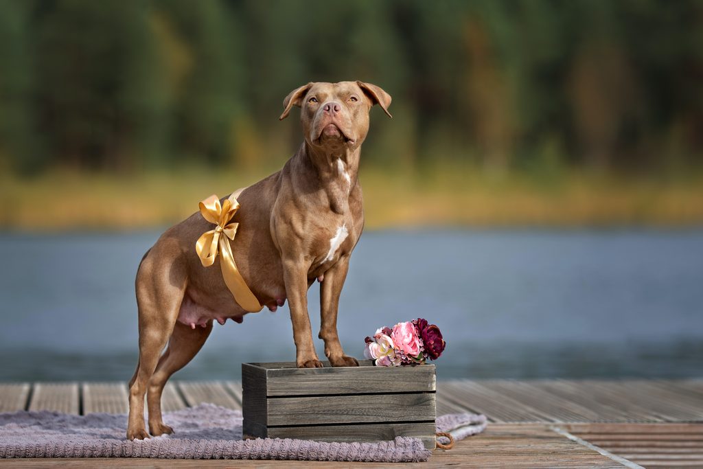 a pregnant brown American pit bull mix with a bow around her stomach poses standing on a wooden crate with flowers
