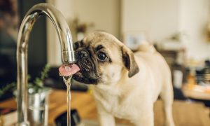 A pug drinking water from a sink faucet