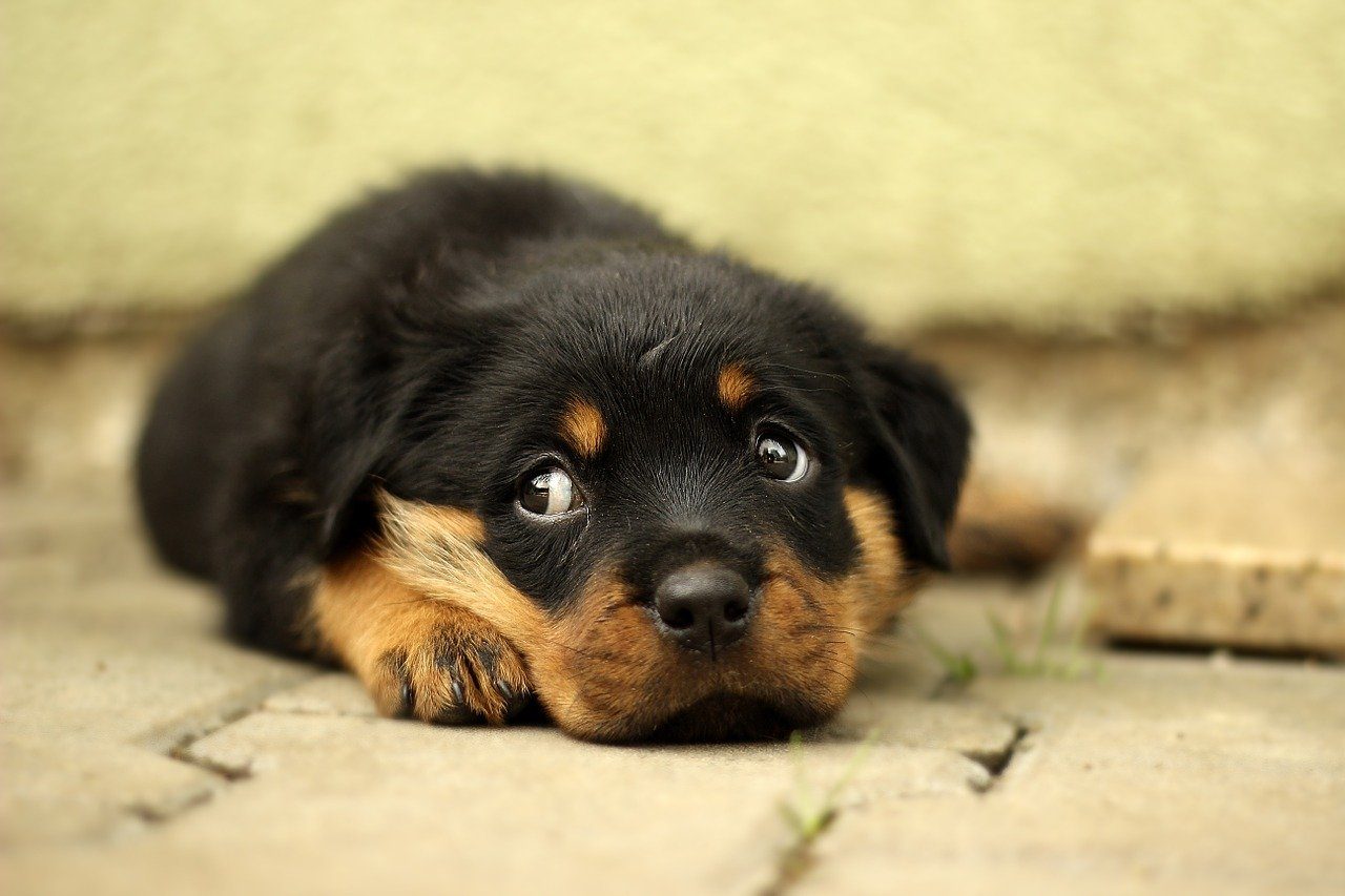 A Rottweiler puppy lying on the ground.