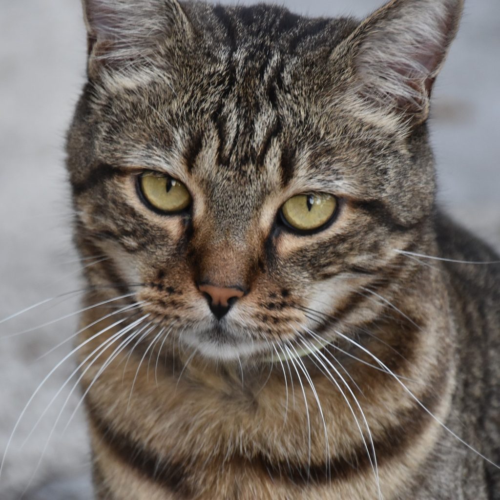 Tiger cat looking sad