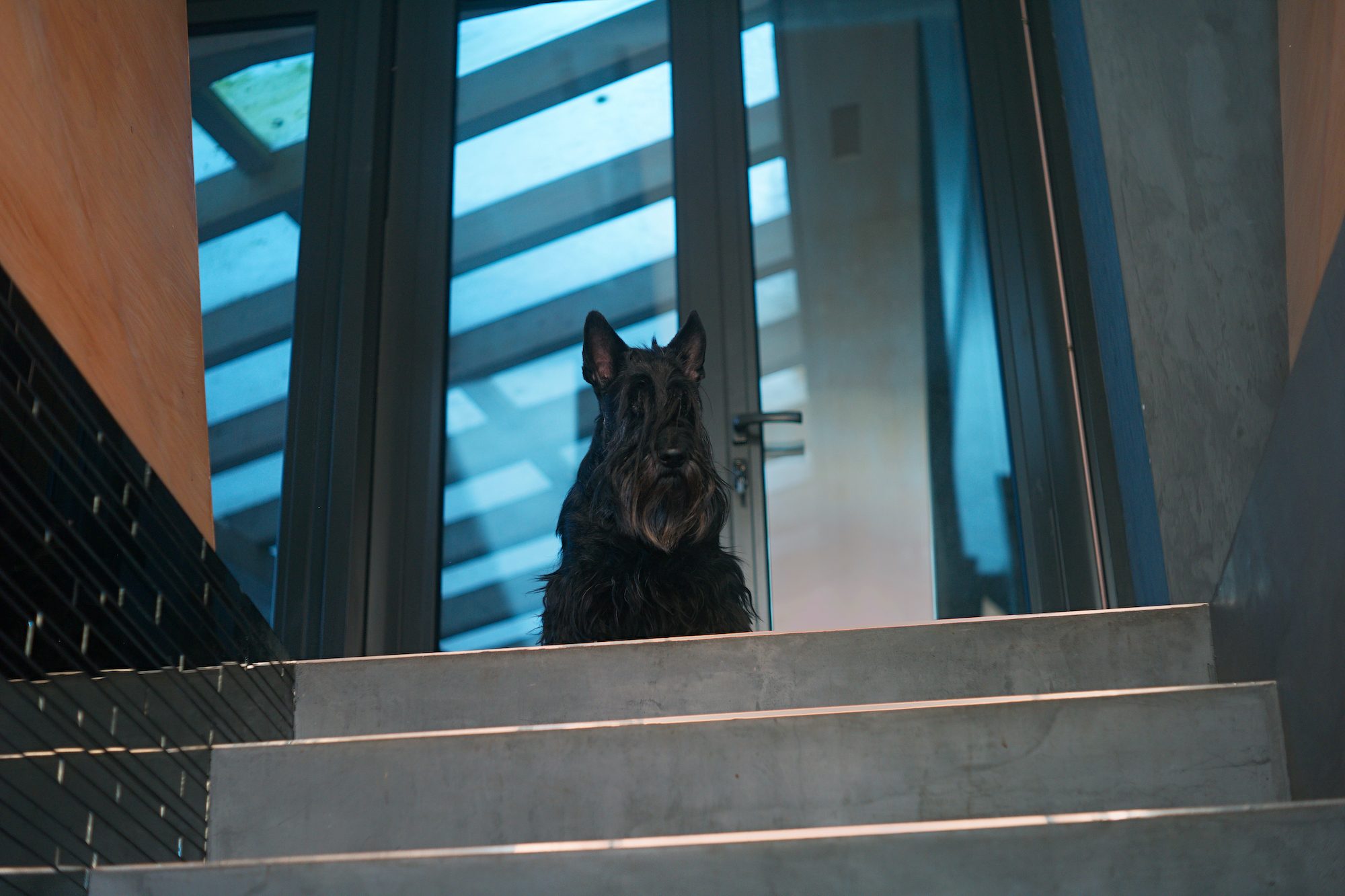 a black scottish terrier stands at the top of the stairs and looks down