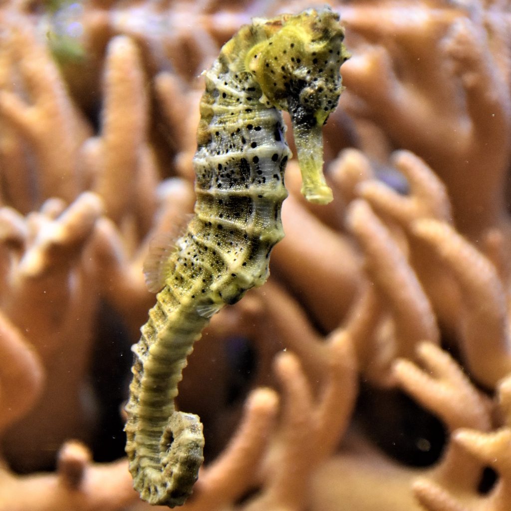Seahorse swimming in his aquarium