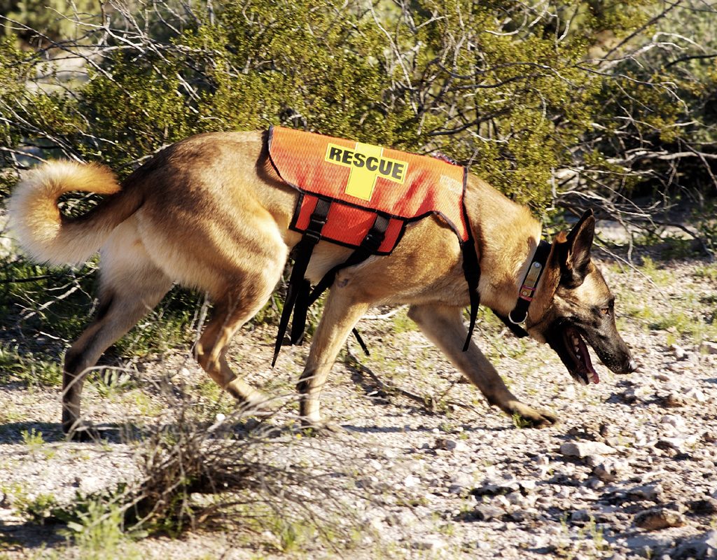 Search and rescue dog following scent.