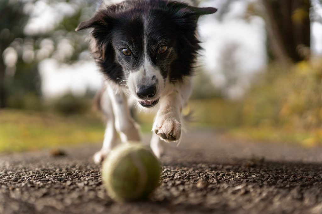A black and white border collie running in selective focus.