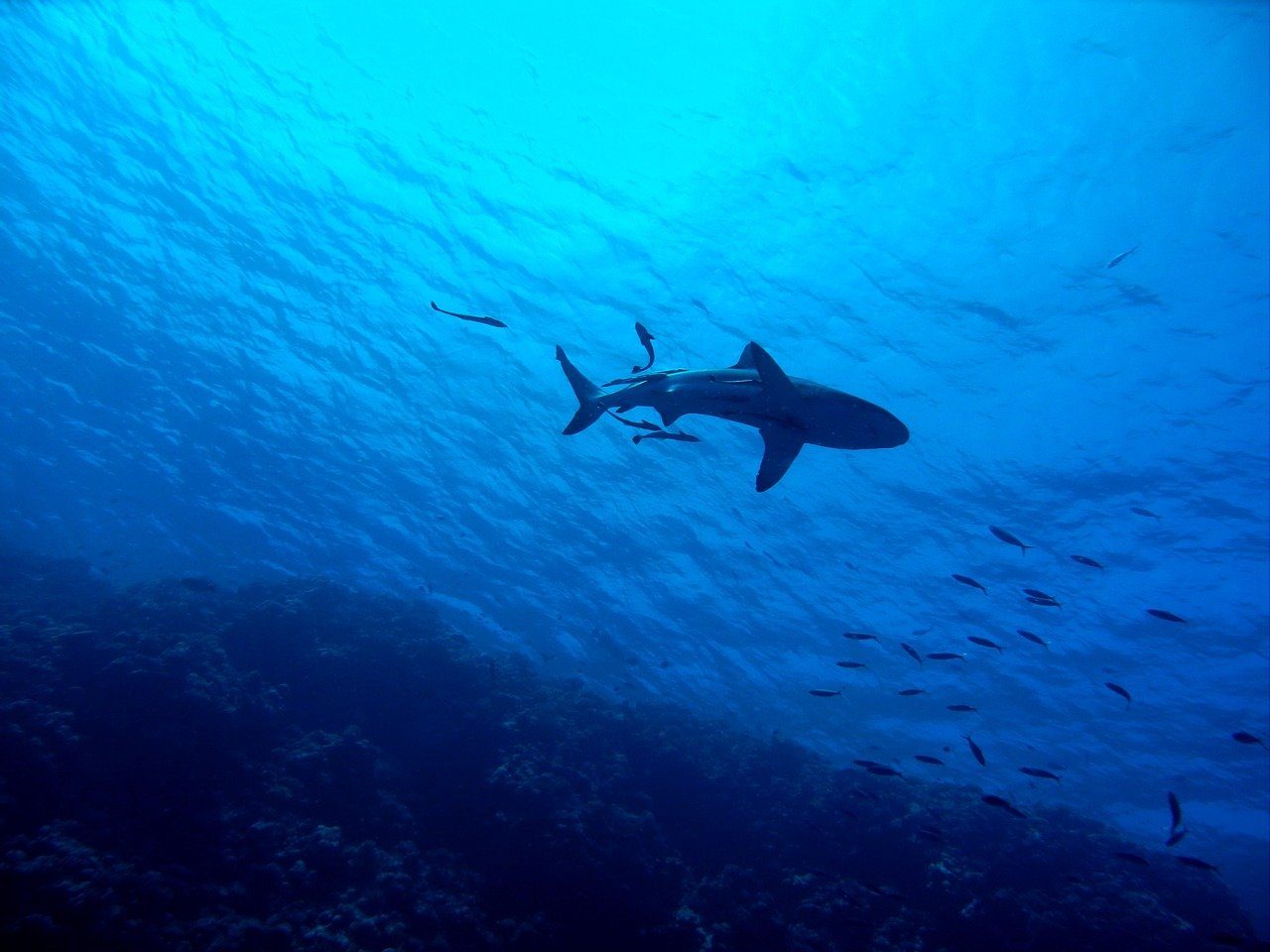 A shark swimming in the Great Barrier Reef.