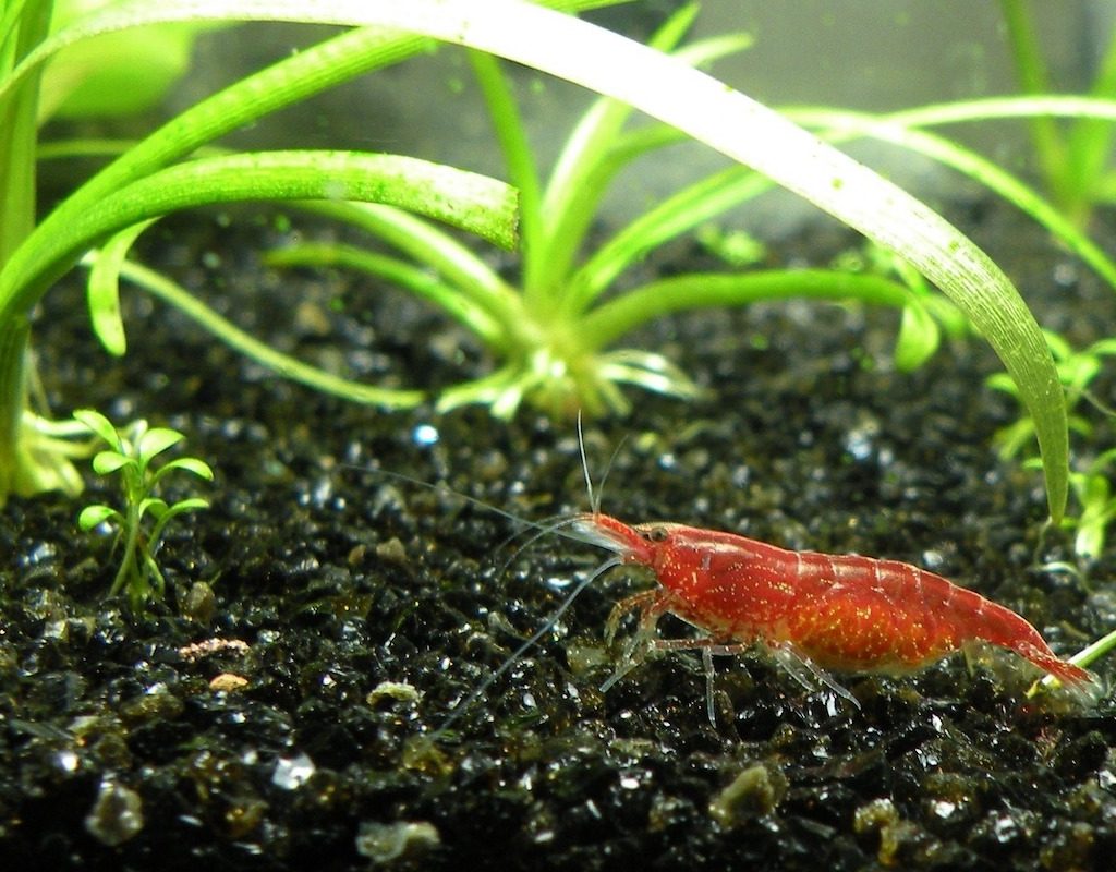 Cherry shrimp on bottom of aquarium
