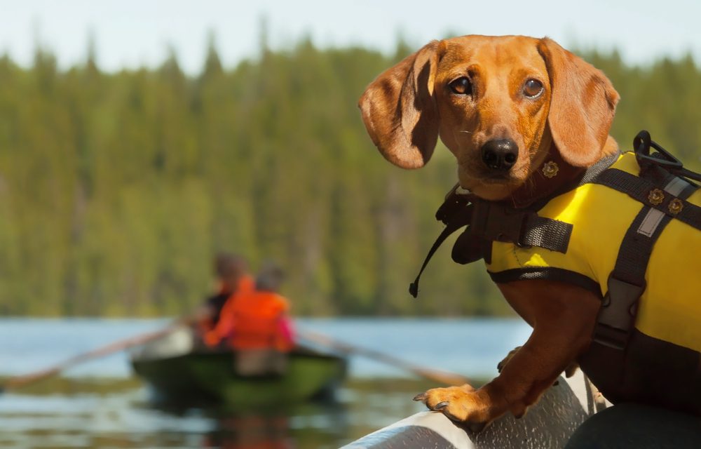 dachshund in yellow life jacket