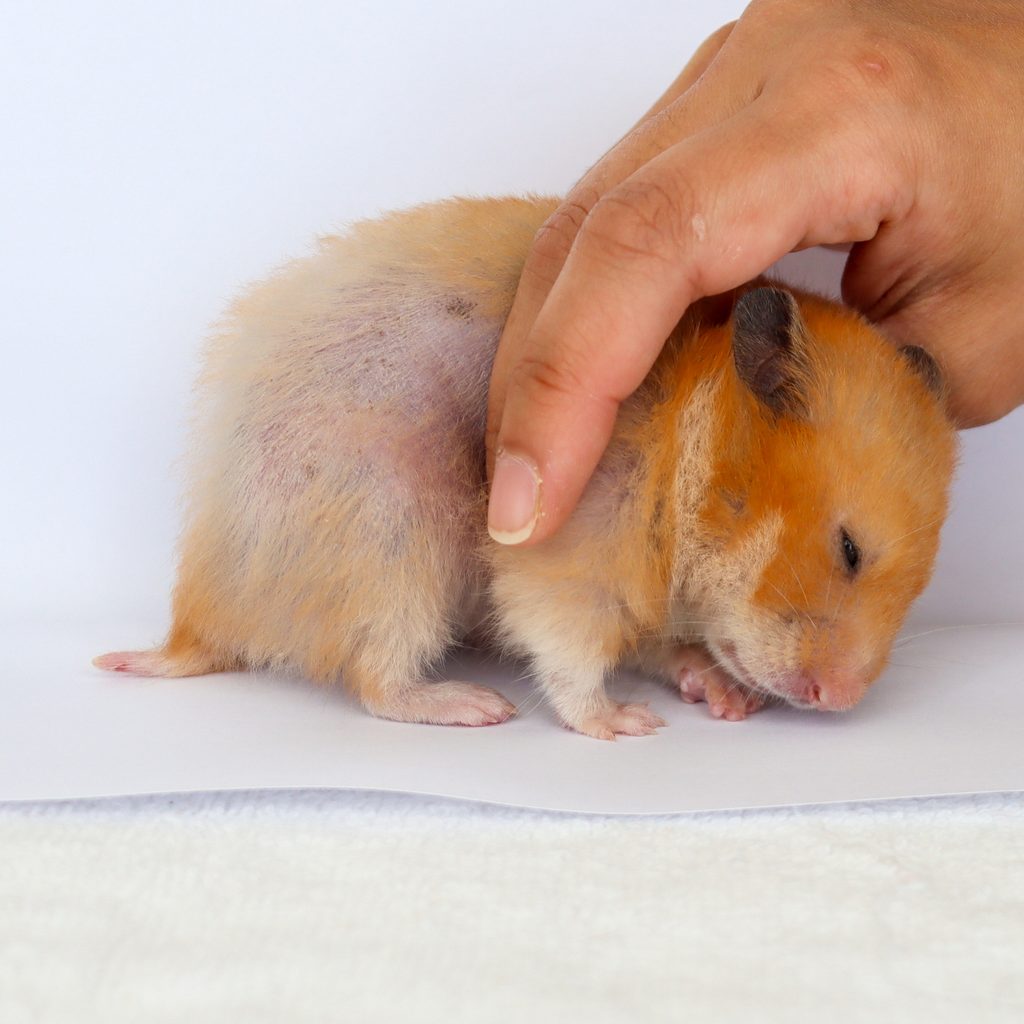 Sick hamster getting an examination