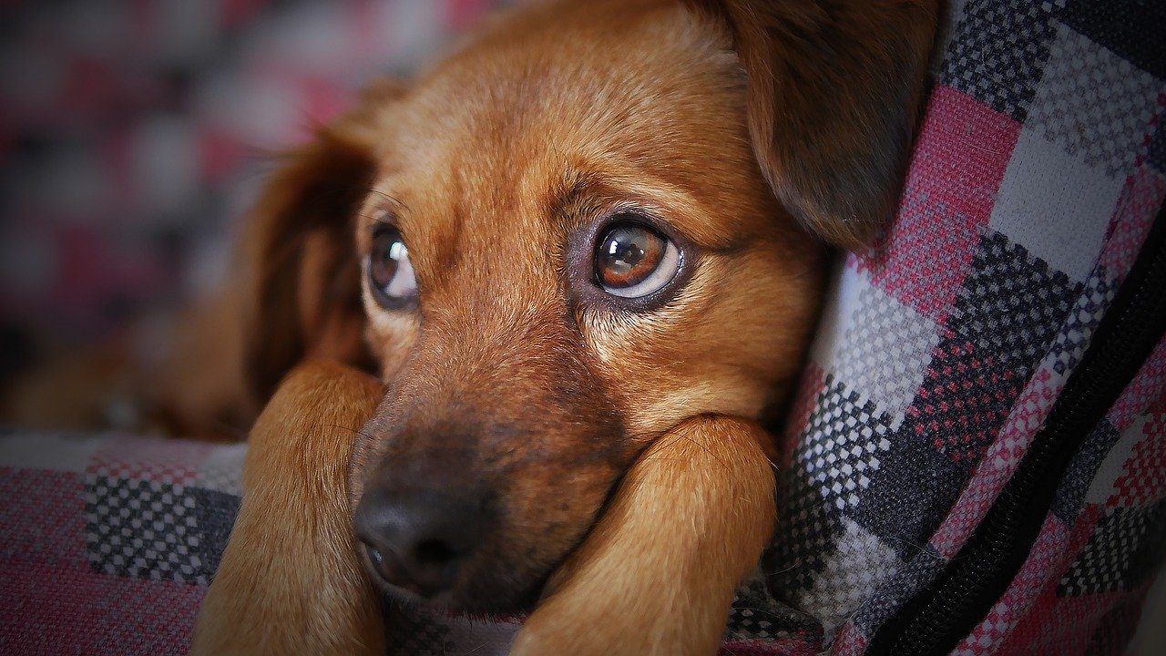 A small brown dog being held by someone wearing a plaid jacket.