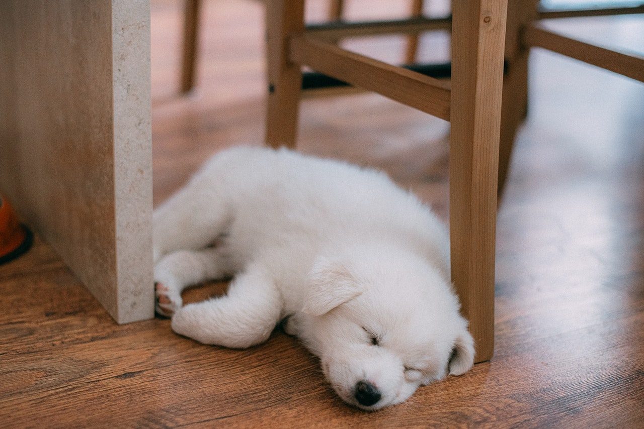 A small white puppy napping under a kitchen table.