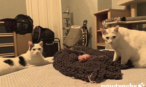 pet profile snowflake oliver and