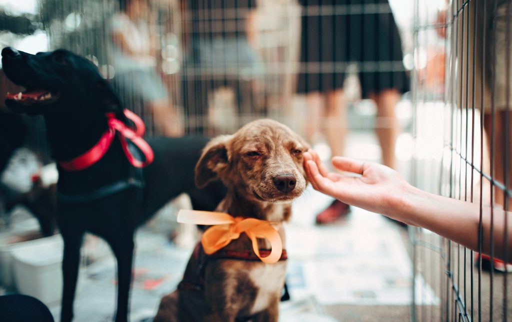 Someone petting a brown puppy in a cage.
