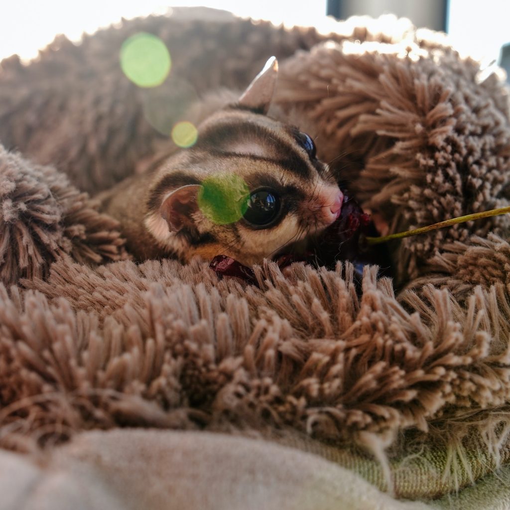Sugar glider eats a cherry in a blanket