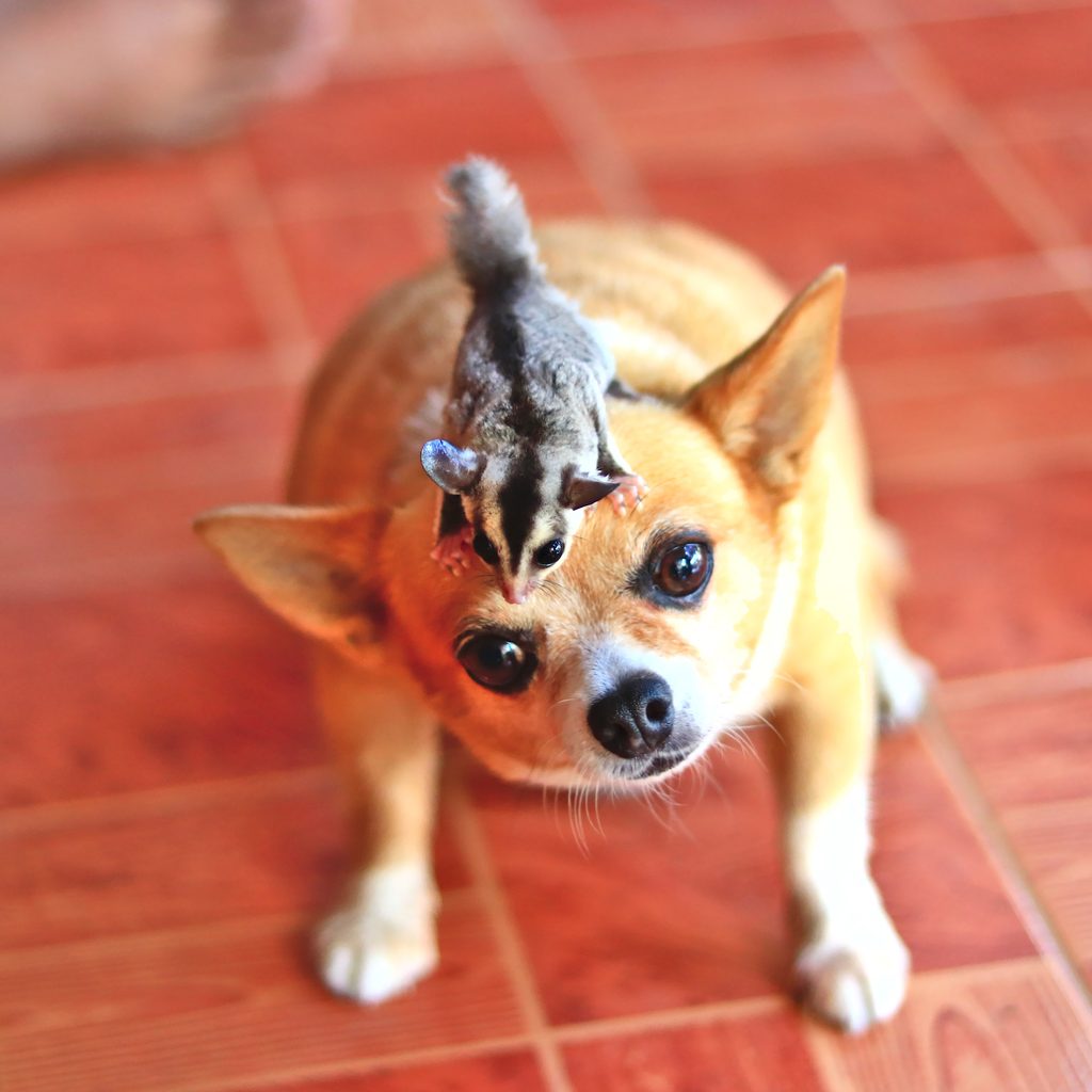 Sugar glider rides on a Chihuahua