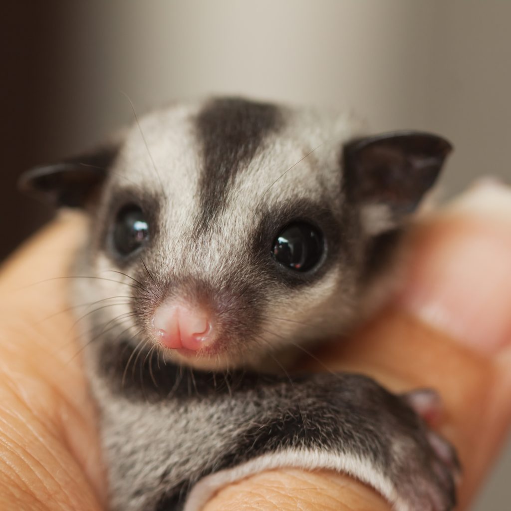 Sugar glider clings to their owner's thumb