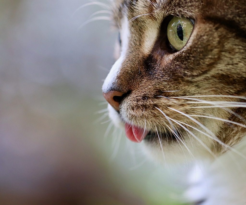 Close-up of a tabby cat sticking their tongue out.