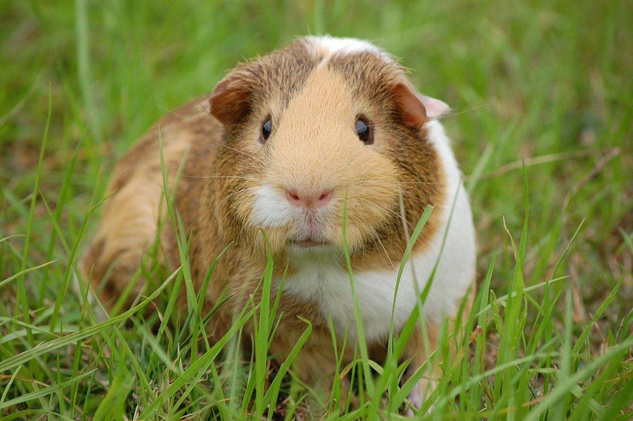 A tan and white guinea pig in the grass.