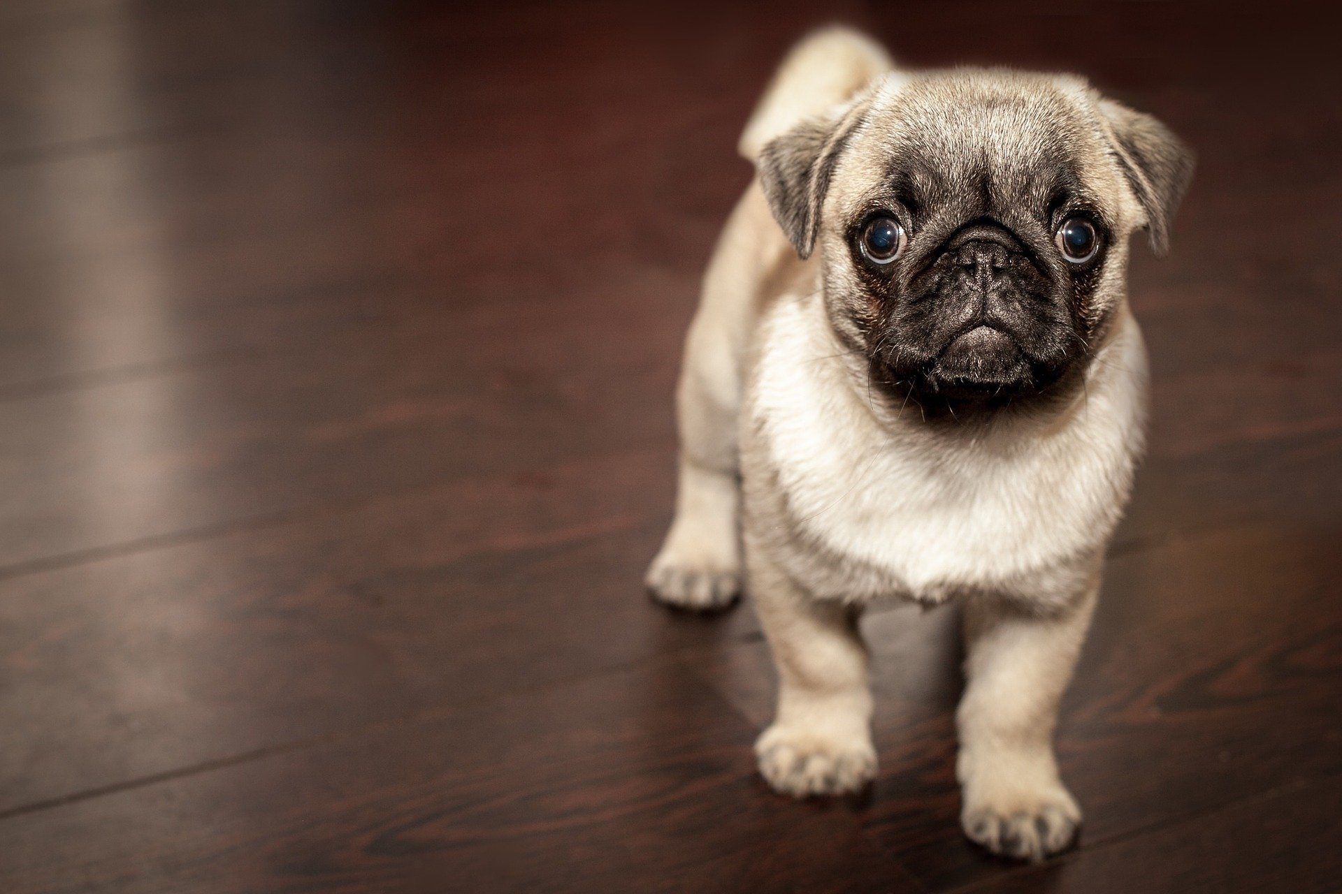 A tan pug puppy sitting on a wooden floor.