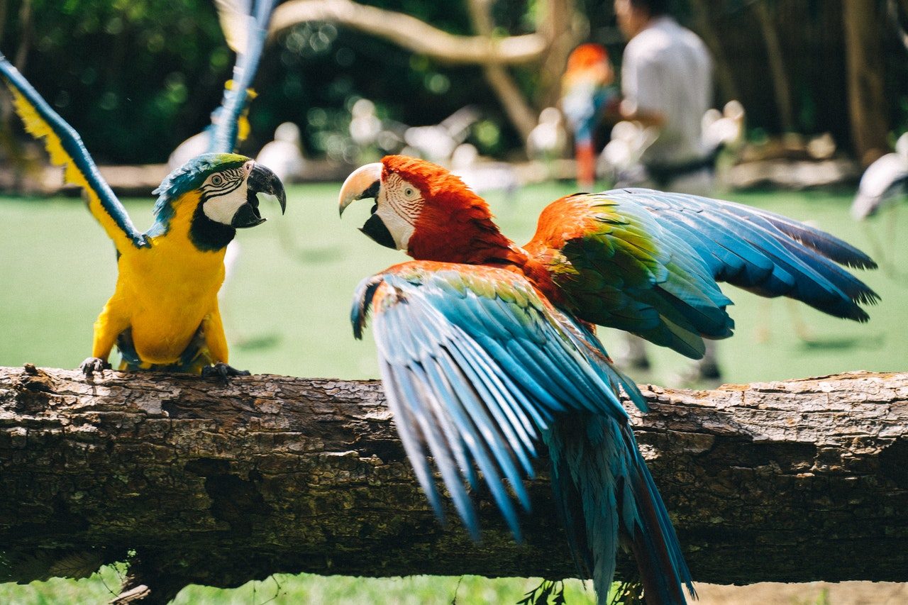 Two parrots sitting on a branch.