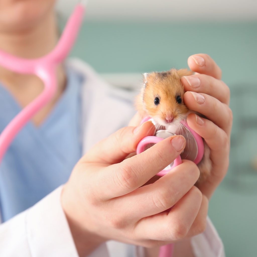 Vet checks out small hamster