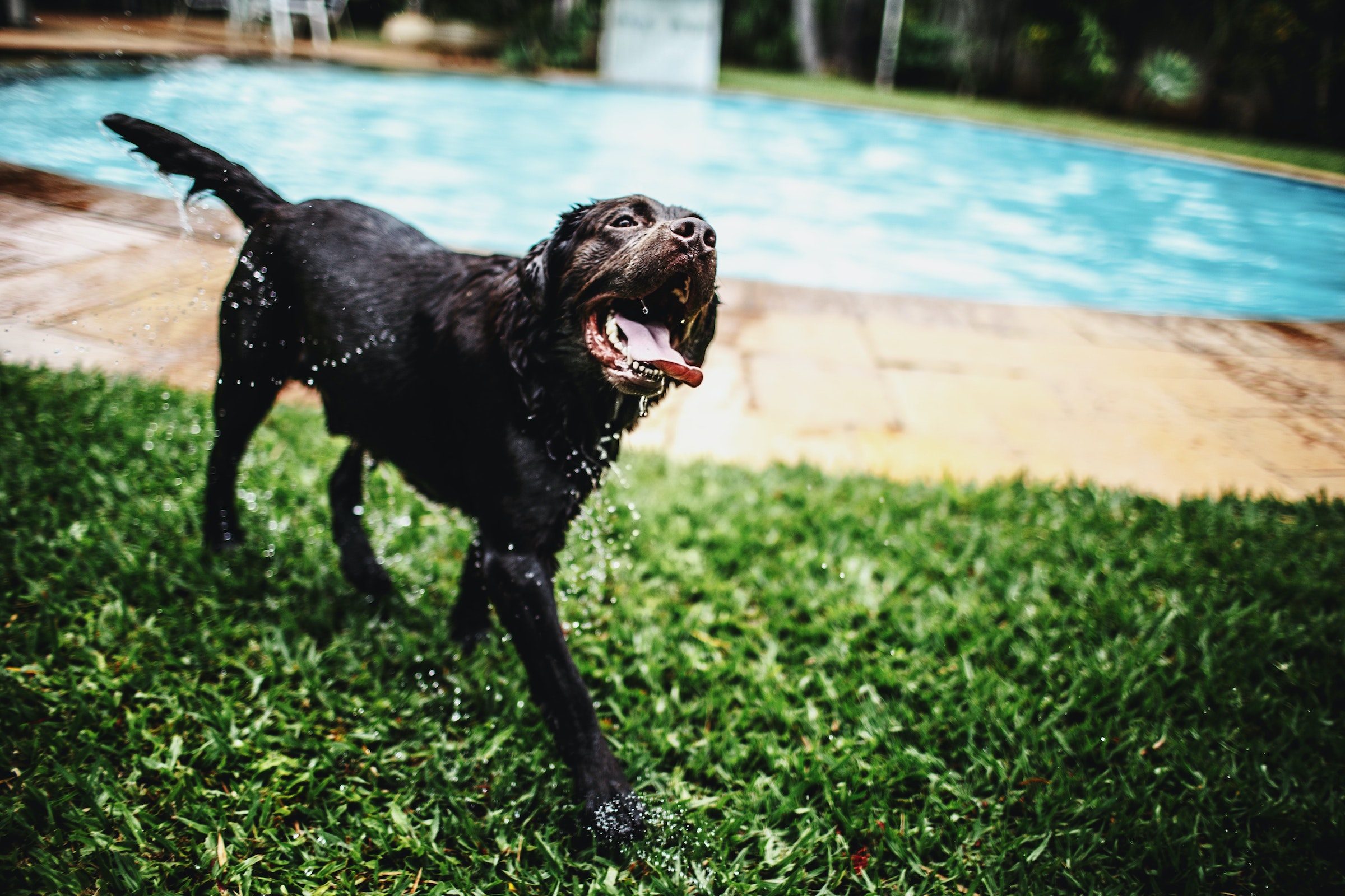 a wet black dog walks toward the camera with their tongue out with a pool in the background