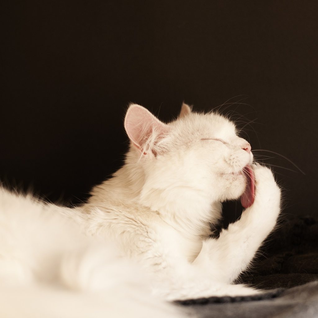 White cat grooming itself