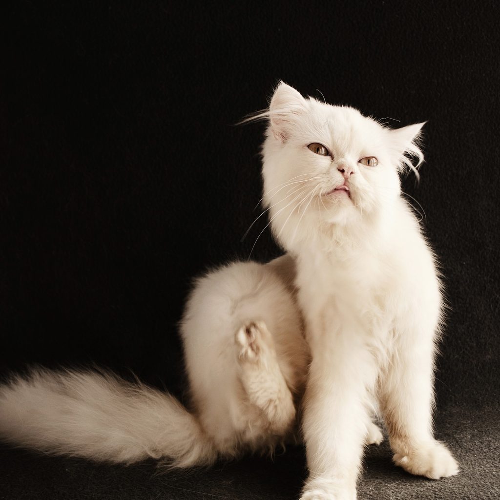 White longhaired cat scratching its neck