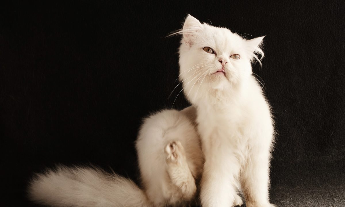 White longhaired cat scratching its neck