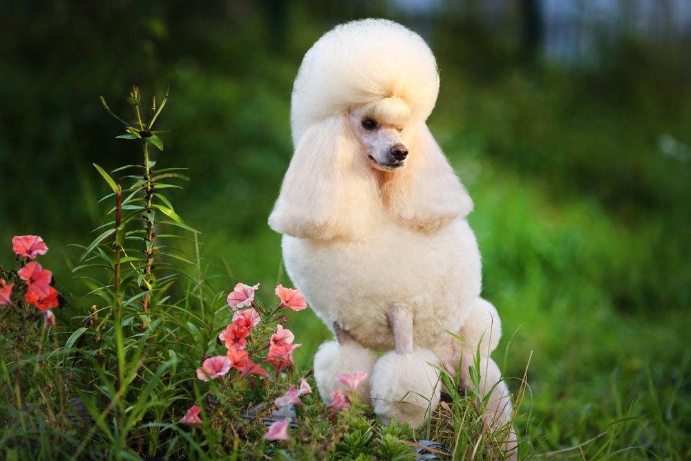 A white Poodle standing next to pink flowers.