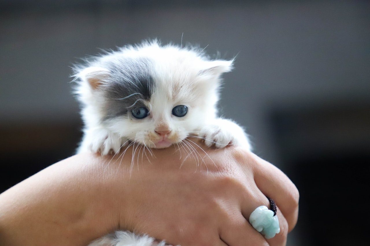 A woman holding a gray and white kitten.