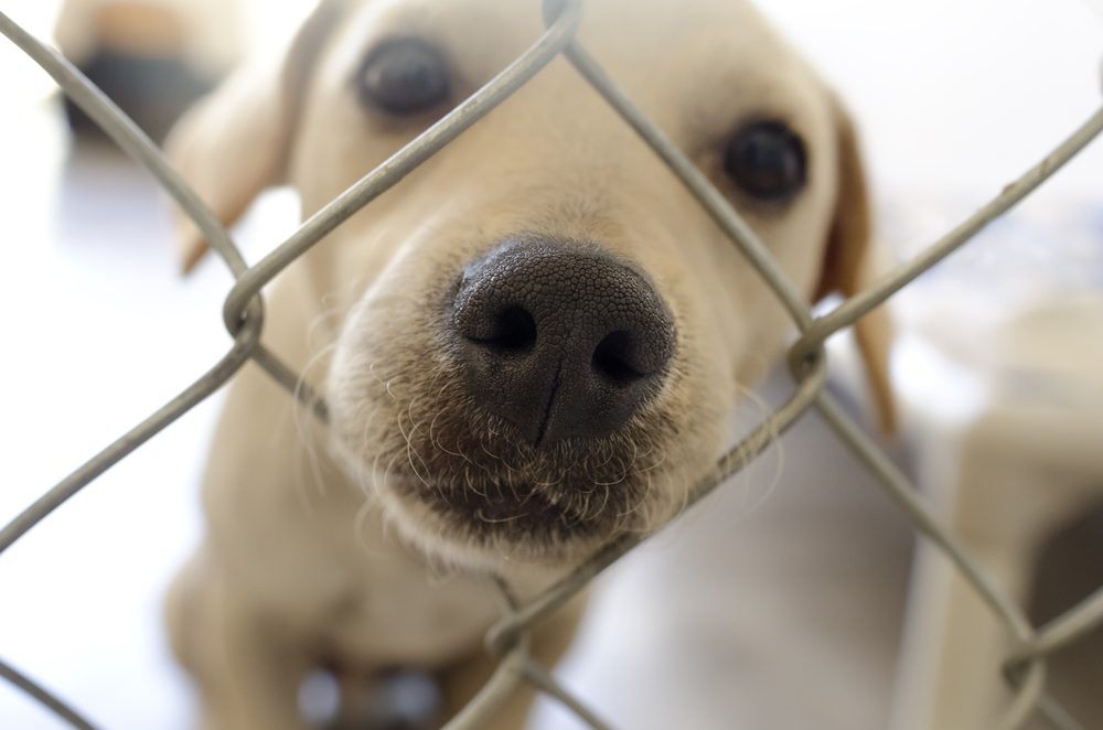 A yellow Labrador Retriever puppy in a cage.