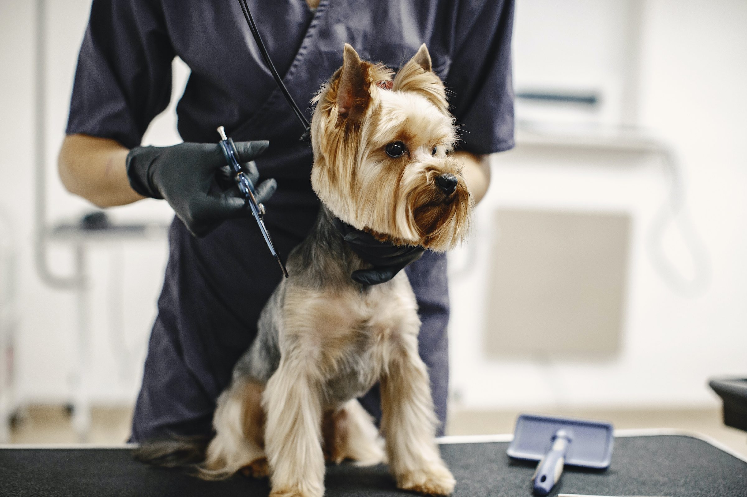 a Yorkshire terrier sits on a grooming table while a groomer cuts their hair