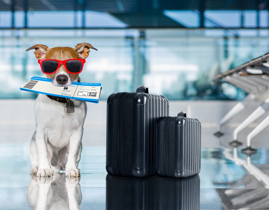 Dog in sunglasses waits for her flight in the airport
