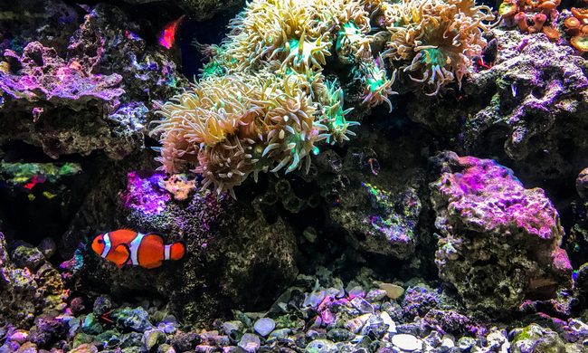 Clown fish swimming through corals in an aquarium