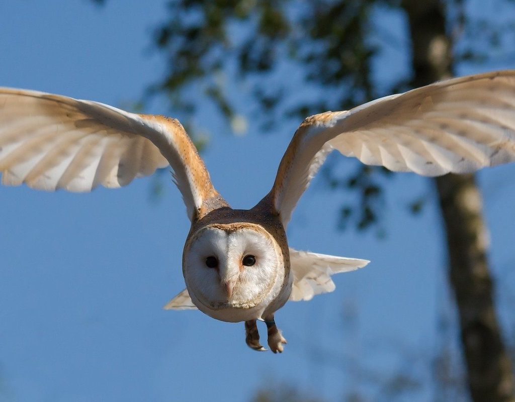Owl flies through the sky during the day