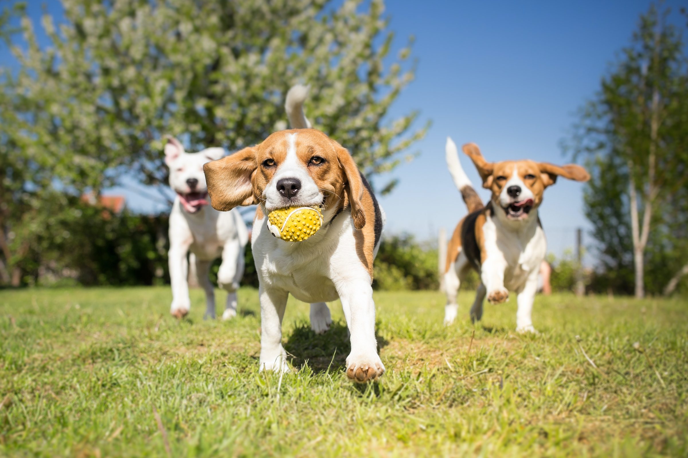 two tricolour beagles and one white pitbull run together in a park, the middle dog holding a ball in their mouth