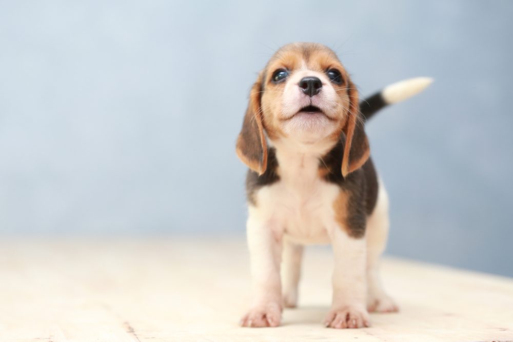A Beagle puppy against a blue background.