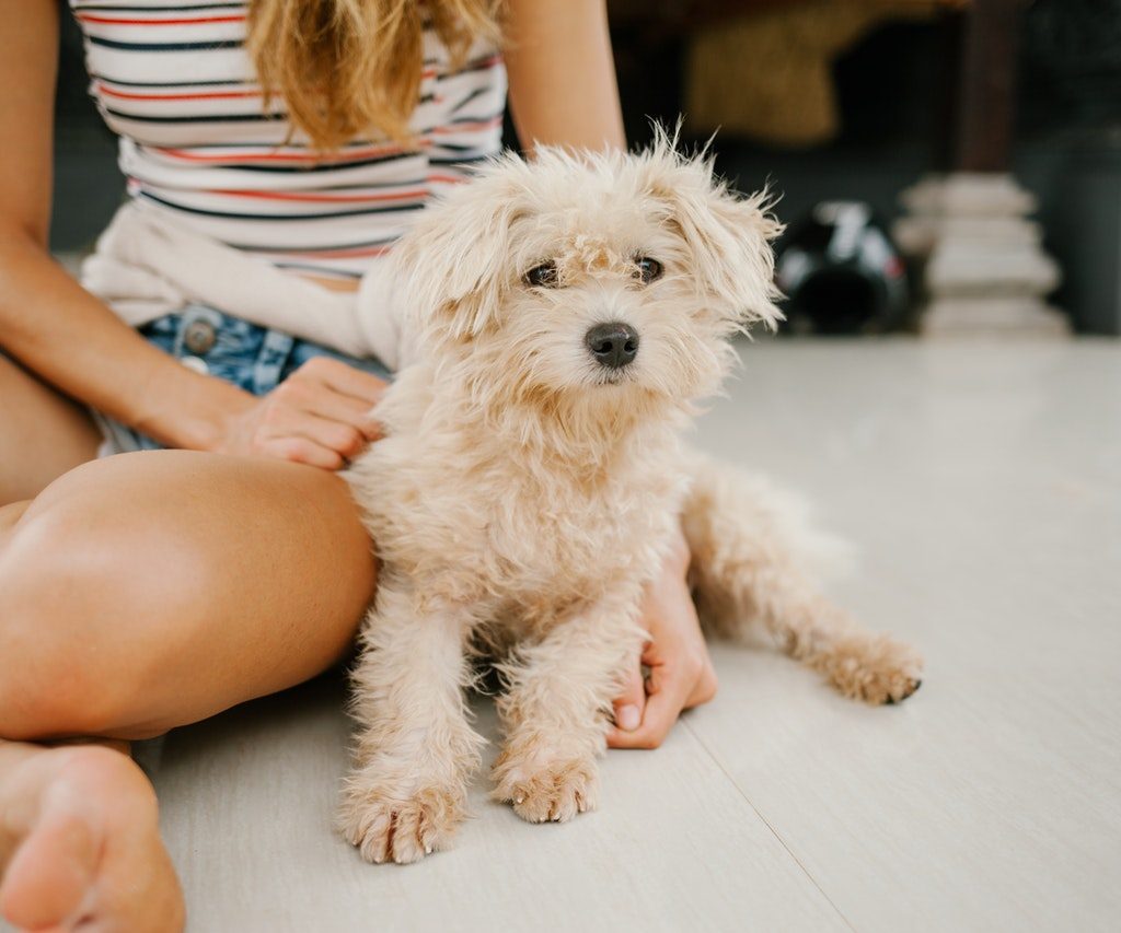 A beige miniature poodle sitting with a woman in a striped shirt and cut-off denim shorts.