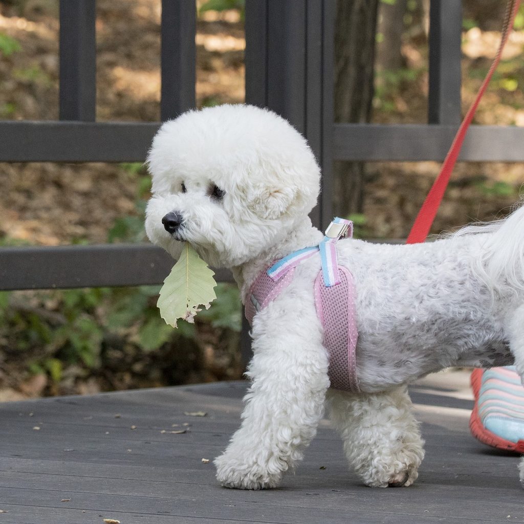 A bichon frise dog wearing a pink harness holds a leaf in their mouth